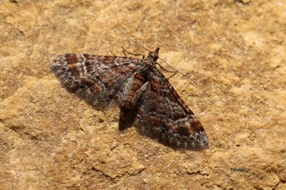 Großer Berberitzenspanner (Hydria cervinalis)