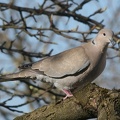 Türkentaube (Streptopelia decaocto)