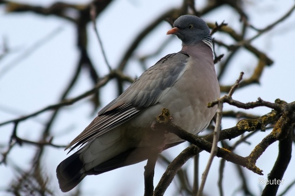 Ringeltaube (Columba palumbus)