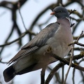 Ringeltaube (Columba palumbus)