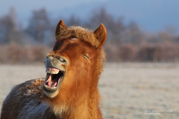 Islandpferd (Equus caballus)