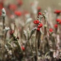 Säulenflechte (Cladonia sp.)