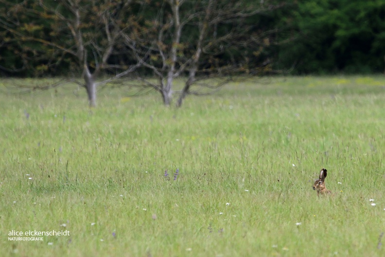 Feldhase - European Hare (Lepus europaeus)
Foto: Alice Eickenscheidt
Ort: Kappel-Grafenhausen
Kamera: EF 100-400 mm 1:4,5-5,6L IS USM (Canon) Feldhase (Lepus europaeus) Taubergießen.JPG
