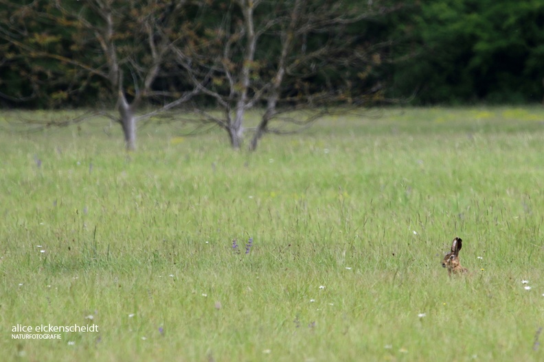 Feldhase (Lepus europaeus)