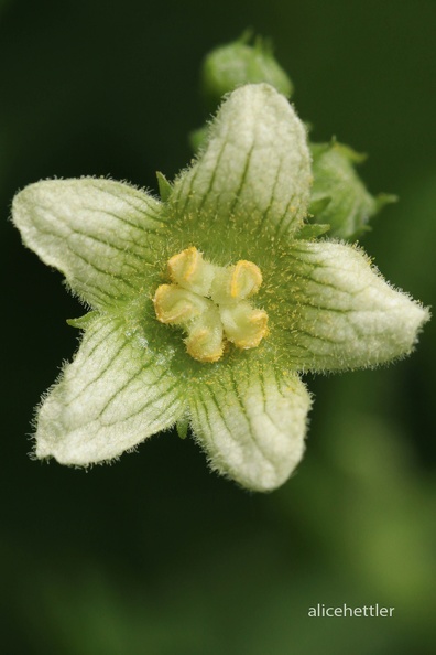 Rotfrüchtige Zaunrübe - Red Bryony (Bryonia dioica)
Foto: Alice Eickenscheidt
Ort: Bahlingen, Kaiserstuhl
Kamera: Canon EOS 70 D, 105 mm 1:2.8 DG Macro (Sigma) Rotfrüchtige Zaunrübe (Bryonia dioica) 1 Bahlingen.jpg