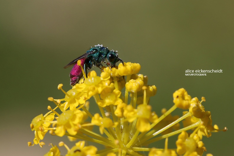 Goldwespe (Chrysis sp.)