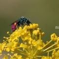 Goldwespe (Chrysis sp.)