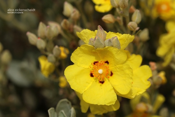 Gelbe Zistrose (Halimium halimifolium)