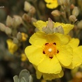 Gelbe Zistrose (Halimium halimifolium)