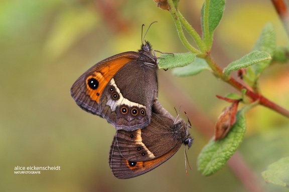 Spanisches Ochsenauge (Pyronia bathseba) 