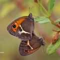 Spanisches Ochsenauge (Pyronia bathseba) 