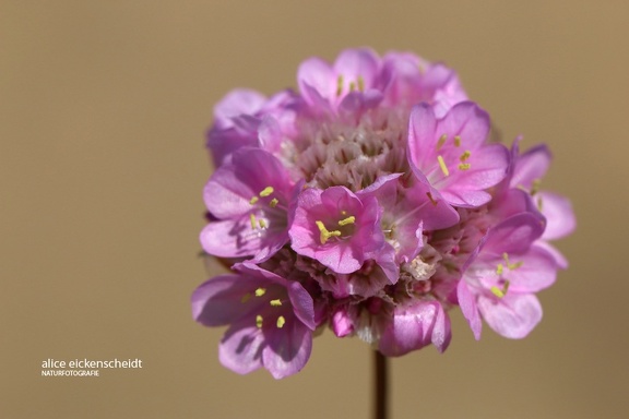 Strand-Grasnelke (Armeria maritima)