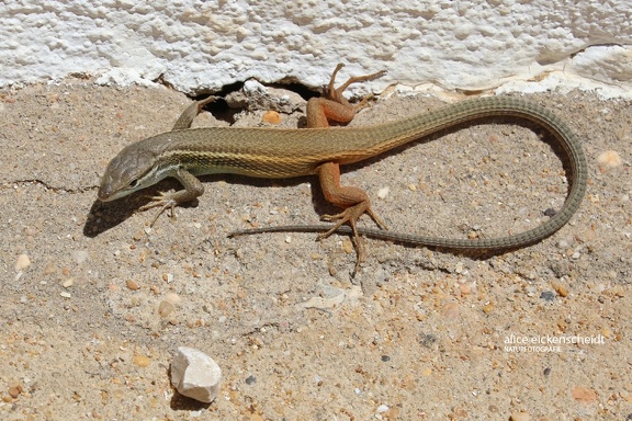 Algerischer Sandläufer (Psammodromus algirus)