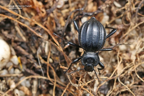 Schwarzkäfer (Akis granulifera)