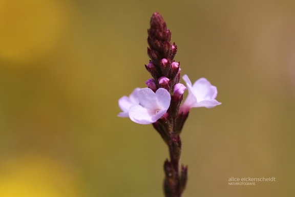 Gewöhnliches Eisenkraut (Verbena officinalis)