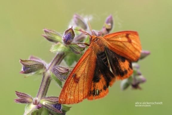 Rotrand-Bär (Diacrisia sannio) 