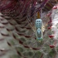Bohrfliege (Terellia serratulae)