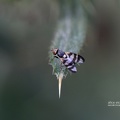 Bohrfliege (Urophora stylata)