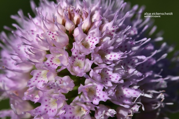 Rosa Kugelorchis (Traunsteinera globosa)