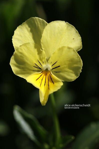 Vogesen-Stiefmütterchen (Viola lutea)klein Grand Balon.jpg