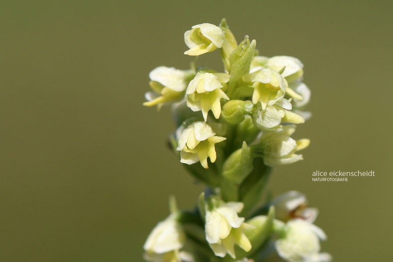 Weiße Höswurz - Small White Orchid (Pseudorchis albida)
Foto: Alice Eickenscheidt
Ort: Grand Ballon, Vogesen, Frankreich
Kamera: Canon EOS 70 D, EF 100 mm 1:2,8 L IS USM (Canon) weiße Höswurz (Pseudorchis albida)klein Grad Balon.jpg