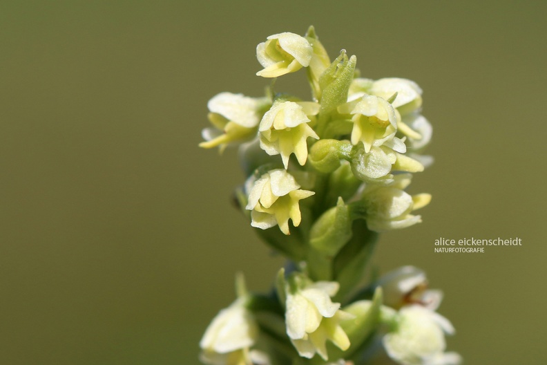 Weiße Höswurz (Pseudorchis albida)