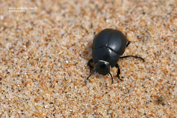 Schwarzkäfer (Erodius tibialis)