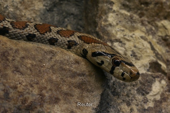 Leopardnatter (Zamenis situla)