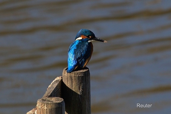 Eisvogel (Alcedo atthis)