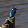 Eisvogel (Alcedo atthis)