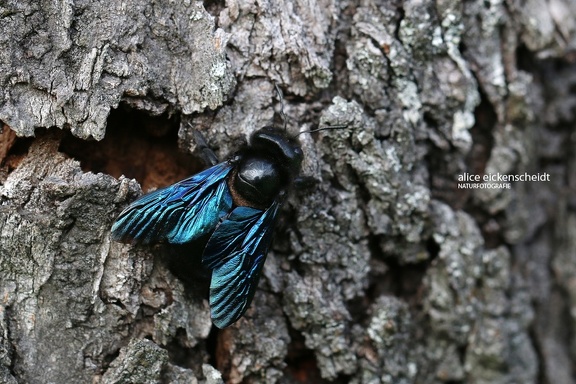 Blauschwarze Holzbiene (Xylocopa violacea)