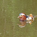 Mandarinente (Aix galericulata)