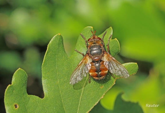 Igelfliege (Tachina fera) 