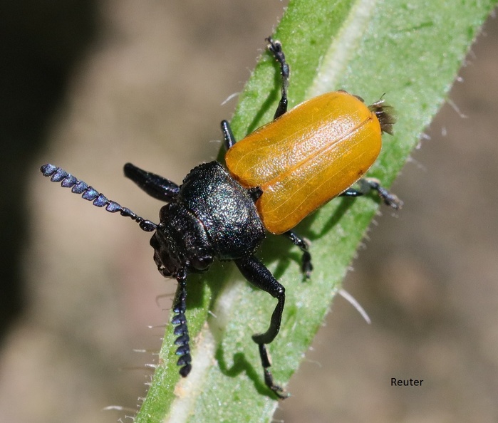 Blattkäfer (Clytrini sp.)