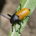 Blattkäfer (Clytrini sp.)