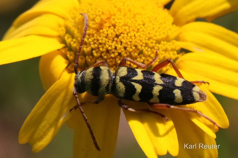 Luzernenbock  (Plagionotus floralis).jpg