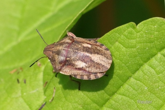 Schildkrötenwanze (Eurygaster testudinaria)