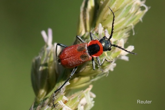 Zipfelkäfer (Clanoptilus rufus)