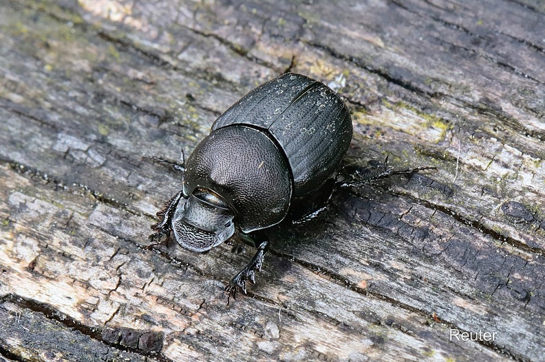 Nickender Pillenkäfer (Onthophagus verticicornis).jpg