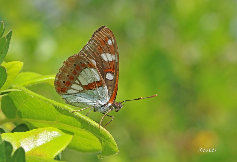 Blauschwarzer Eisvogel (Limenitis reducta) - Kroatien.jpg