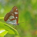 Blauschwarzer Eisvogel (Limenitis reducta) 