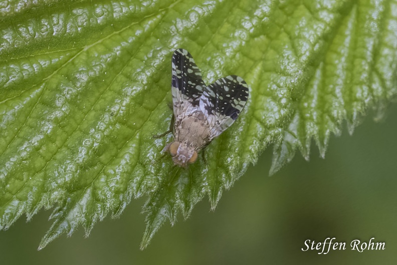 Bohrfliege - Fruit Fly (Tephritis ruralis) Rohm-210604-.jpg