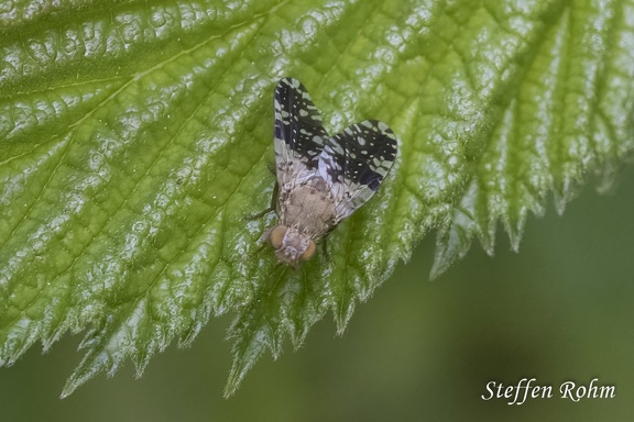 Bohrfliege (Tephritis ruralis)