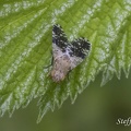 Bohrfliege (Tephritis ruralis)