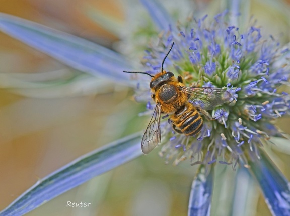 Blattschneiderbiene (Megachile sp.)