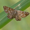 Heidespanner (Ematurga atomaria)