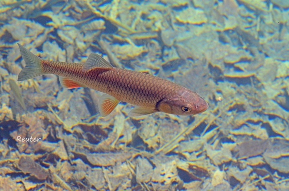 Döbel (Leuciscus cephalus) 