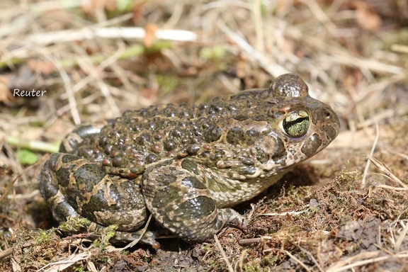 Wechselkröte (Bufo viridis)