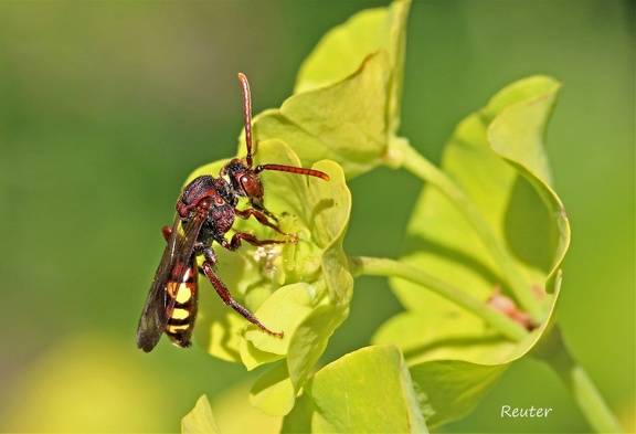 Wespenbiene (Nomada panzeri)