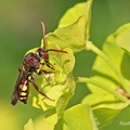 Wespenbiene (Nomada panzeri)